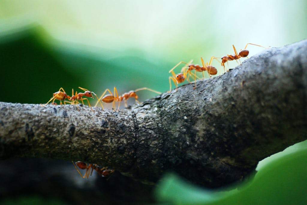 Do Ants Sleep? Not The Way You’d Think!