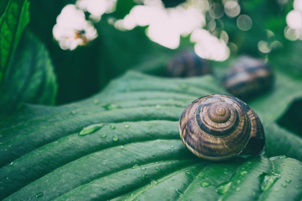 How Long Do Snails Sleep? Up to 3 years!