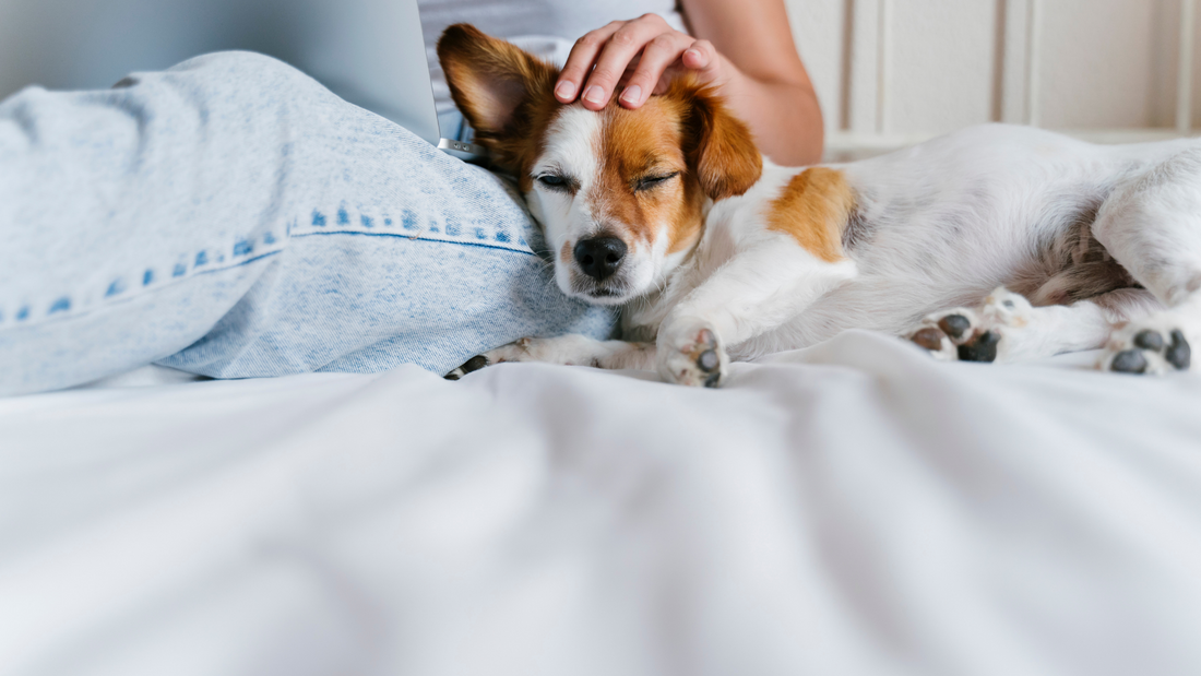 Sleeping With Pets: Is It Safe?