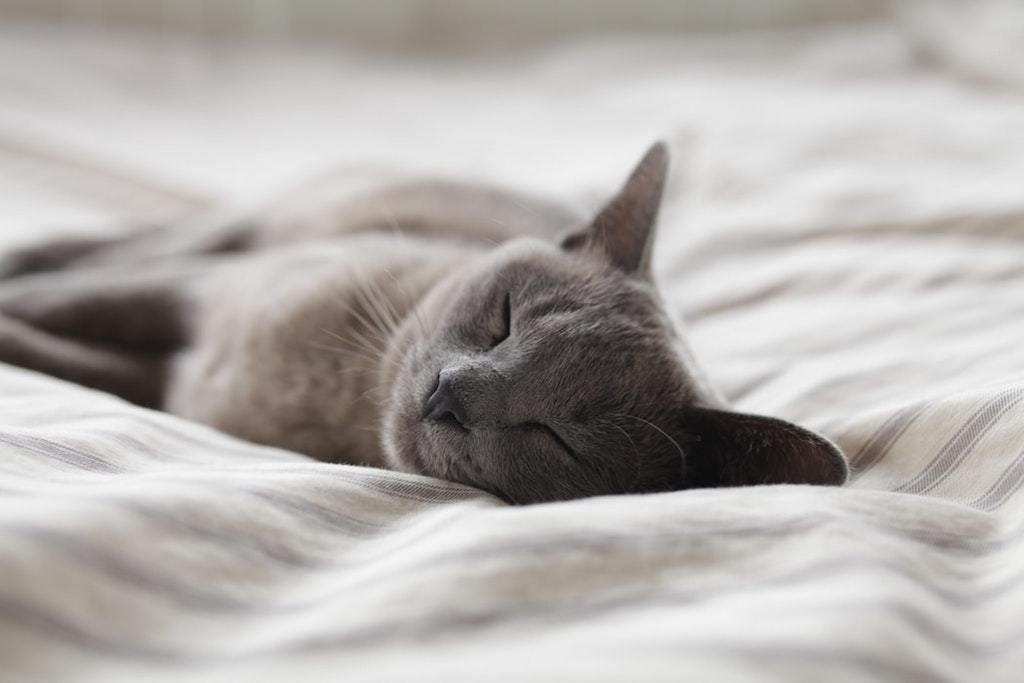 Why do Cats Sleep so Much?