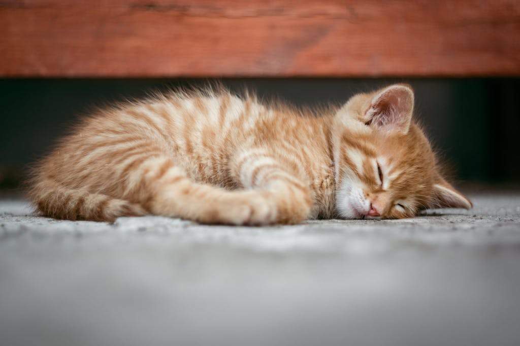 Cat Snoring: Symptoms, Causes, and Treatment