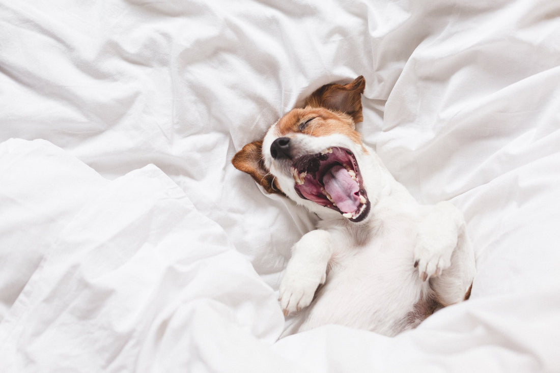 Dog Snoring: Causes and Remedies